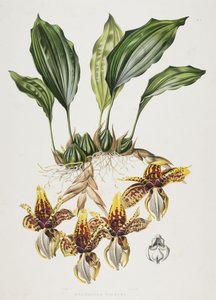 Orchidea Tygrysa Stanhope, 1838