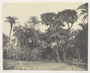 Drewno palm daktylowych i palm Doums, Górny Egipt
