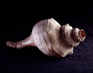 Sztuka przedkolumbijska, cywilizacja Majów, okres klasyczny: muszla używana jako instrument muzyczny (trąbka). z Uaxactun w Gwatemali. Ciemny. 19,2x41,5 cm Gwatemala, Museo Nazionale di Archeologia e Etnologia - Sztuka prekolumbijska, Cywilizacja Majów, Pe autorstwa Mayan Mayan
