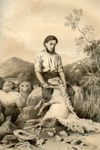 Strzyżenie owiec, 1879