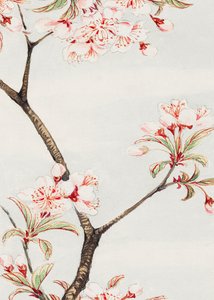 Wiśnia sakura w latach 1870–1880 autorstwa Megata Morikaga