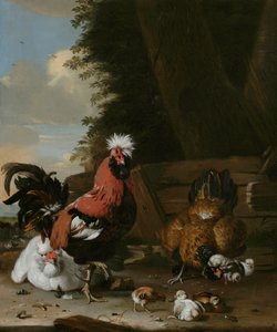Kogucik z kurami i pisklętami na podwórku autorstwa Melchior de Hondecoeter