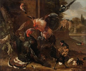 Walka koguta i indyka 1680.