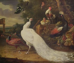 Biały Paw autorstwa Melchior de Hondecoeter