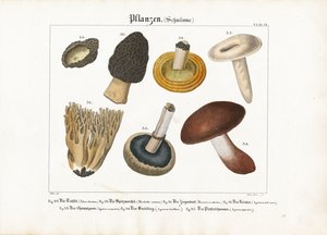 Grzyby jadalne i trujące autorstwa Meno Haas