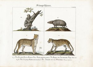 Ssaki egzotyczne: Wielkie koty, leniwce i pancerniki autorstwa Meno Haas