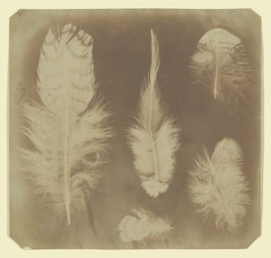 Pióra Kurczaka, ca. 1840. autorstwa Mervyn Herbert Nevil Story Maskelyne