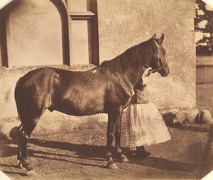 Sułtan, połowa lat 50. XIX wieku. autorstwa Mervyn Herbert Nevil Story Maskelyne