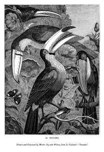 Tukany, c1770-1820 1843 autorstwa Messrs Sly and Wilson