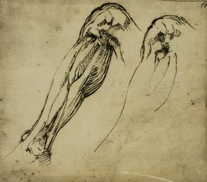 Studia anatomiczne nogi, rysunek Michała Anioła. Casa Buonarroti, Florencja autorstwa Michelangelo Buonarroti