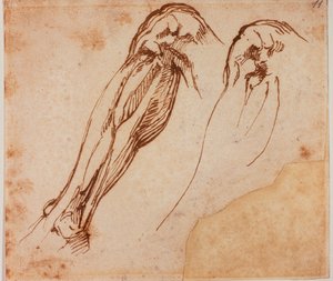 Badania dwóch nóg autorstwa Michelangelo Buonarroti