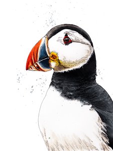 Clive maskonur na białym, 2019