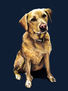 Daisy Labrador na Midnight Blue, 2020