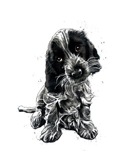Rosie Cocker Spaniel na Białym, 2019 autorstwa Mike Davis