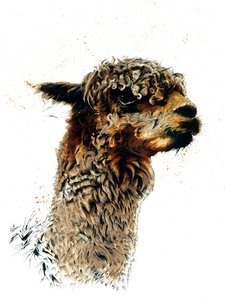 Alpaka na białym, 2019 autorstwa Mike Davis
