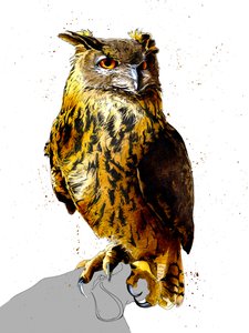 Puchacz na białym, 2019