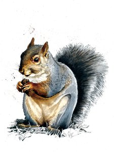 Wiewiórka szara na białym, 2019