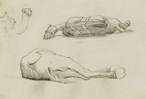 (Camel Studies) autorstwa Miner Kilbourne Kellogg