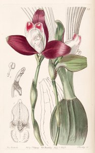 Lycaste macrophylla (jako syn. Lycaste plana) autorstwa Miss Drake