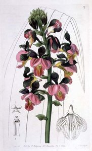 Orchis Lissochilus Roseus, wyd. I. Ridgway autorstwa Miss Drake