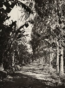 Budowanie imperium w epoce faszystowskiej: gaj owocowy w Cheren, 09.05.1936 (zdjęcie czarno-białe) autorstwa Modestino Baldinetti