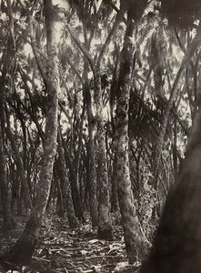 „Budowanie imperium” w epoce faszystowskiej: gaj palm Dum, 09.05.1936 (zdjęcie czarno-białe) autorstwa Modestino Baldinetti