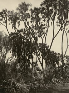 „Budowanie imperium” w epoce faszystowskiej: gaj palm Dum, 09.05.1936 (zdjęcie czarno-białe) autorstwa Modestino Baldinetti