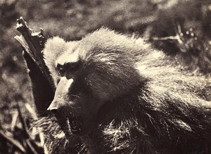 Budowanie imperium w epoce faszystowskiej: małpa, 09.05.1936 (zdjęcie czarno-białe) autorstwa Modestino Baldinetti