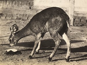 „Budowanie imperium” w epoce faszystowskiej: antylopa, 9.05.1936 (zdjęcie czarno-białe) autorstwa Modestino Baldinetti