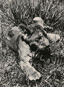 „Budowanie imperium” w epoce faszystowskiej: przykład młodego lwa, 09.05.1936 (zdjęcie czarno-białe) autorstwa Modestino Baldinetti
