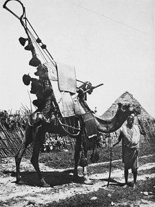 Budowanie imperium w epoce faszystowskiej: wielbłąd w ozdobach na ceremonię ślubną, 09.05.1936 (zdjęcie czarno-białe) autorstwa Modestino Baldinetti