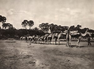 „Budowanie imperium” w epoce faszystowskiej: karawana wielbłądów, 09.05.1936 (zdjęcie czarno-białe) autorstwa Modestino Baldinetti