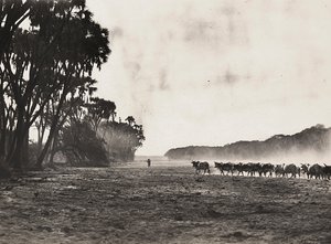 „Budowanie imperium” w epoce faszystowskiej: bydło wypasane w kierunku rzeki Gasc, 09.05.1936 (zdjęcie czarno-białe) autorstwa Modestino Baldinetti