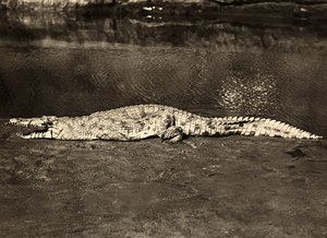 „Budowanie imperium” w epoce faszystowskiej: krokodyl, 9.05.1936 (zdjęcie czarno-białe) autorstwa Modestino Baldinetti