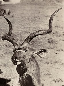 Budowa imperium w epoce faszyzmu: przykład agazenu, 09/05/1936 (zdjęcie czarno-białe) autorstwa Modestino Baldinetti