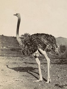 Budowanie imperium w epoce faszystowskiej: przykład strusia, 09.05.1936 (zdjęcie czarno-białe) autorstwa Modestino Baldinetti