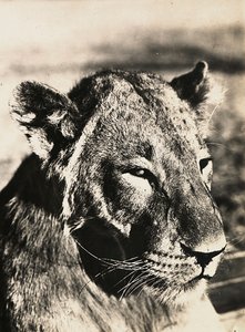 „Budowanie imperium” w epoce faszystowskiej: głowa lwa, 9.05.1936 (zdjęcie czarno-białe) autorstwa Modestino Baldinetti