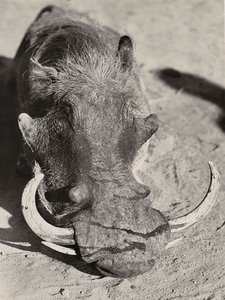 Budowanie imperium w epoce faszystowskiej: głowa dzika, 09.05.1936 (zdjęcie czarno-białe) autorstwa Modestino Baldinetti