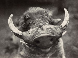 Budowa imperium w czasach faszyzmu: głowa dzika, 09/05/1936 (zdjęcie czarno-białe) autorstwa Modestino Baldinetti
