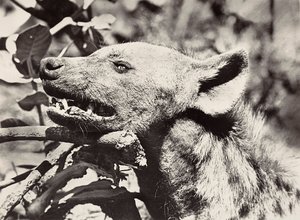 Budowanie imperium w epoce faszystowskiej: głowa hieny, 09.05.1936 (zdjęcie czarno-białe) autorstwa Modestino Baldinetti