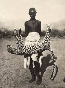 په فاشیست دوره کې د امپراتورۍ جوړول: انډیجین د چیتا ښکارندوی کوي، 09/05/1936 (b/w عکس)پولي autorstwa Modestino Baldinetti