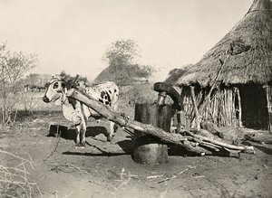 „Budowanie imperium” w epoce faszystowskiej: miejscowy producent ropy, 09.05.1936 (zdjęcie czarno-białe) autorstwa Modestino Baldinetti