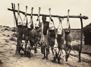 „Budowanie imperium” w epoce faszystowskiej: niektóre schwytane jelenie, 09.05.1936 (zdjęcie czarno-białe) autorstwa Modestino Baldinetti