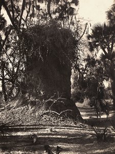 Budowanie imperium w epoce faszystowskiej: kolonia termitów, 09.05.1936 (zdjęcie czarno-białe) autorstwa Modestino Baldinetti