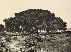 „Budowanie imperium” w epoce faszystowskiej: „Sicomoro”, sąd włoskich jeńców w Adua w 1896 r., 9.05.1936 r. (zdjęcie czarno-białe)
