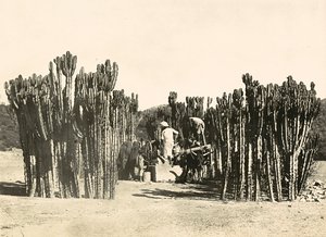 „Budowanie imperium” w epoce faszystowskiej: studnia w Nacfa, 9.05.1936 (zdjęcie czarno-białe) autorstwa Modestino Baldinetti
