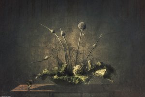 Mroczna martwa natura z motywami roślinnymi