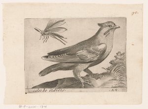 Pestvogel (Bombycilla garrulus) Colonbo indiano (tytuł na obiekcie) Vogels (tytuł serii)