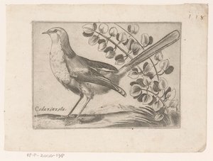 Vogel Codazinzola (tytuł na obiekcie) Vogels (tytuł serii)