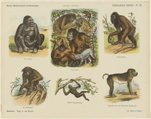 Zwierzęta czterorękie (tytuł na obiekcie) Nowe holenderskie grafiki dla dzieci (tytuł serii na obiekcie) Odbitki Funke